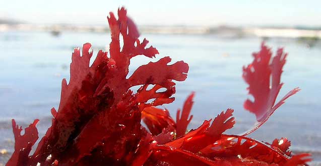 seaweed_farm