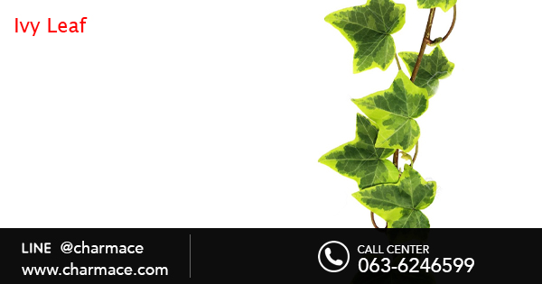 สารสกัดจากใบไอวี่ Ivy Leaf